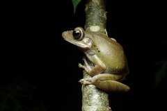 Polypedates leucomystax