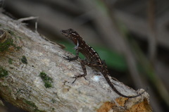 Anolis cristatellus cristatellus