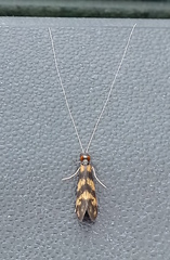 Mystacides longicornis