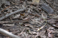 Anolis cristatellus cristatellus