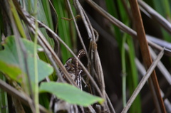 Anolis cristatellus cristatellus
