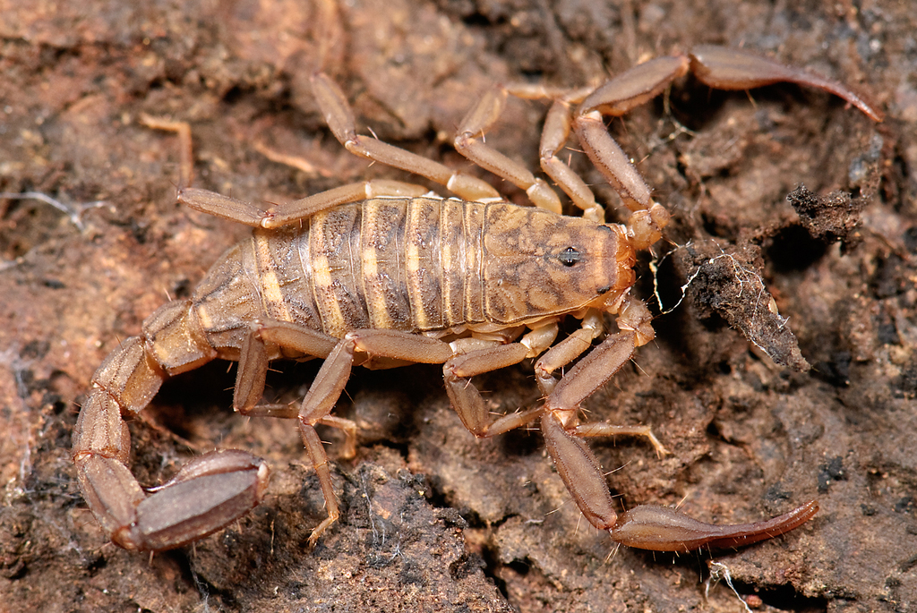 Devil Scorpions
