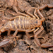 Devil Scorpions - Photo (c) Marshal Hedin, some rights reserved (CC BY-NC-SA)