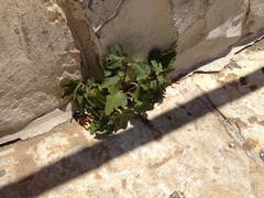 Ficus carica