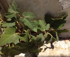 Ficus carica