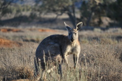 Osphranter robustus erubescens