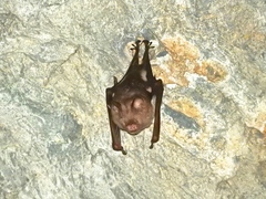 Hipposideros diadema