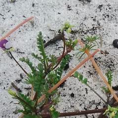Diascia elongata