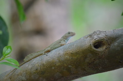 Anolis cristatellus cristatellus