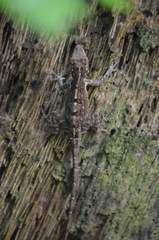 Anolis cristatellus cristatellus