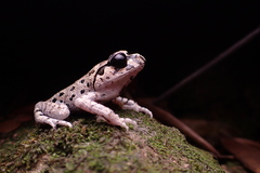 Leptobrachium hasseltii