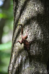 Anolis cristatellus cristatellus