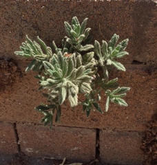 Podonosma orientalis