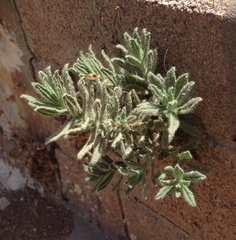 Podonosma orientalis