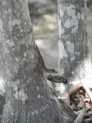 Anolis cristatellus cristatellus