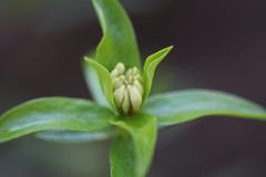 Pimelea longifolia