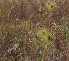Spinifex longifolius