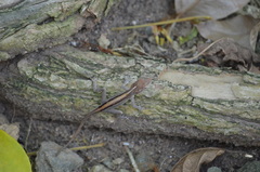Anolis cristatellus cristatellus