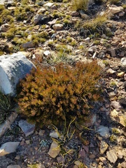 Protea witzenbergiana