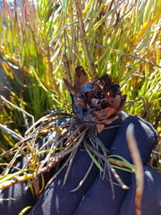 Protea witzenbergiana