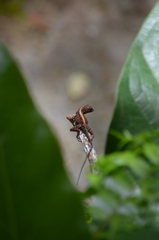 Anolis cristatellus cristatellus