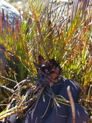 Protea witzenbergiana