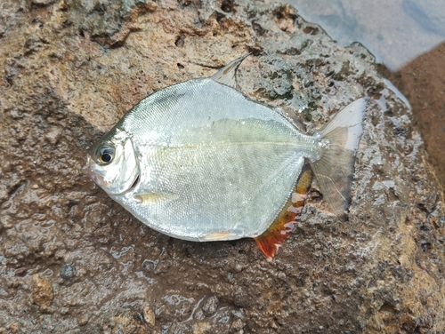 Spotted silver dollar (Metynnis lippincottianus) — Serrasalmidae — 3