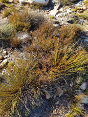 Protea witzenbergiana