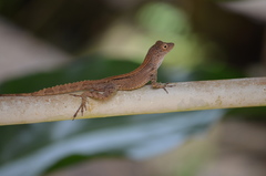 Anolis cristatellus cristatellus