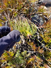 Protea witzenbergiana