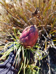 Protea witzenbergiana