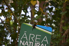 Anolis cristatellus cristatellus