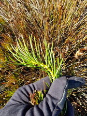 Protea witzenbergiana