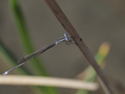 Plateau Spreadwing photo 4