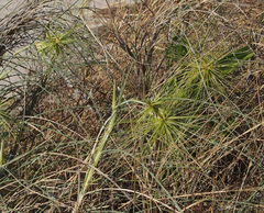 Spinifex longifolius