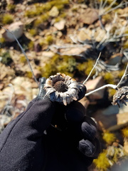 Protea witzenbergiana