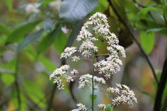 Dendrophorbium peregrinum, photograph (c) Andrea Gantzer, some rights reserved (CC BY)