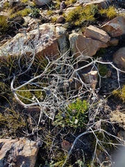 Protea witzenbergiana