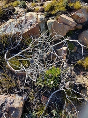 Protea witzenbergiana
