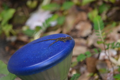 Anolis cristatellus cristatellus