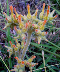 Kalanchoe lanceolata