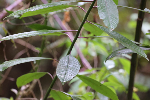 Dendrophorbium peregrinum, photograph 2