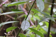 Dendrophorbium peregrinum, photograph (c) Andrea Gantzer, some rights reserved (CC BY)