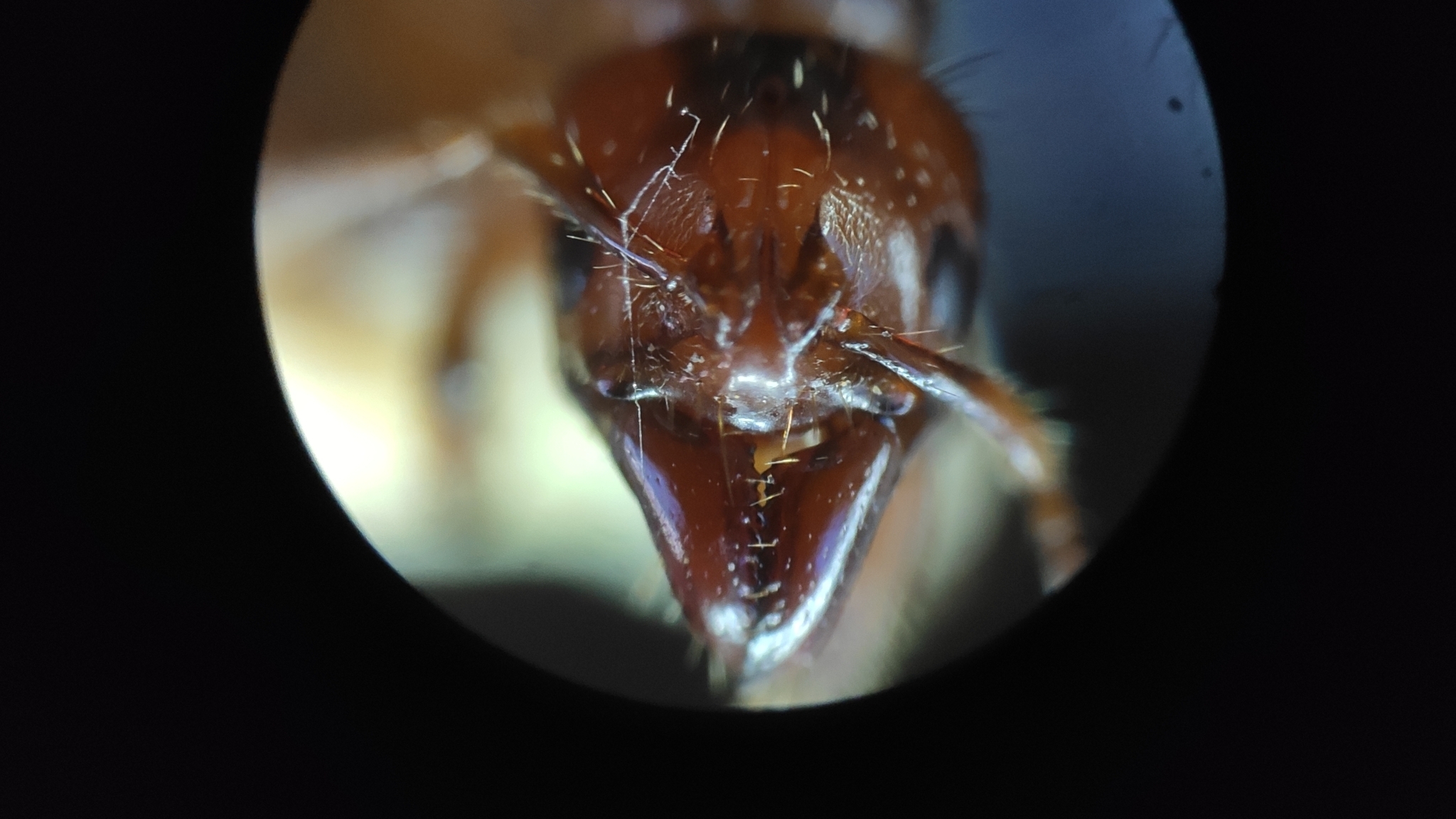 Centromyrmex brachycola