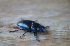 Lucanus tetraodon