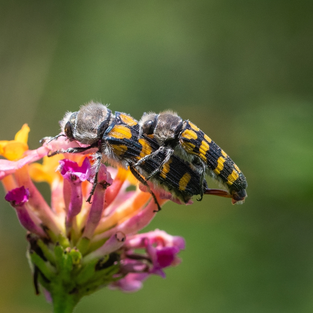 Lasionota quadrizonatus