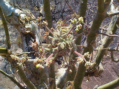 Commiphora marlothii