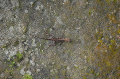 Anolis cristatellus cristatellus