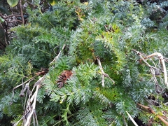 Anisotome lyallii