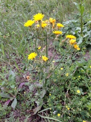 Picris hieracioides